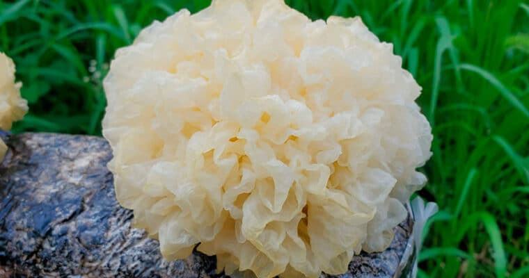 Así es el Hongo Tremella, el ingrediente natural innovador que este 2024 se ha propuesto conquistar la cosmética